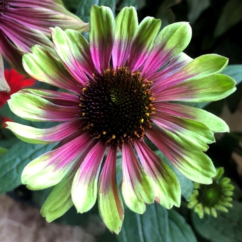 Echinacea 'Sweet Sandia' - Sweet Sandia Coneflower Echinacea 'Sweet Sandia' - Sweet Sandia Coneflower