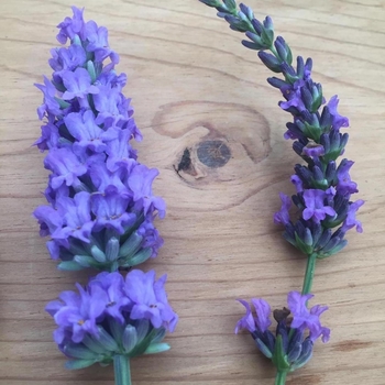 Lavandula x intermedia 'Sensational' - Sensational Lavender Lavandula x intermedia 'Sensational' - Sensational Lavender