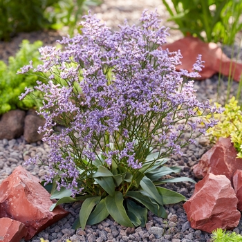 Limonium gmellinii 'Dazzle Rocks' - Dazzle Rocks Statice