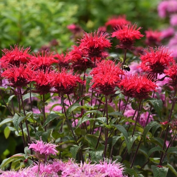 Monarda 'Bee Happy' - Bee-You® Bee Happy™ Monarda