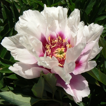 Paeonia x 'Raggedy Ann' - Raggedy Ann Itoh Peony Paeonia x 'Raggedy Ann' - Raggedy Ann Itoh Peony
