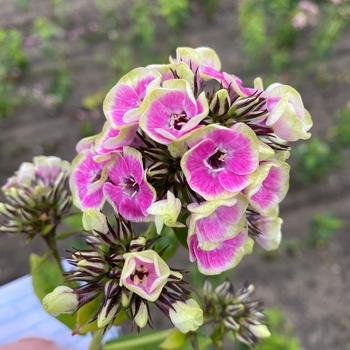 Phlox paniculata 'Orchid Yellow' - Orchid Yellow Tall Phlox Phlox paniculata 'Orchid Yellow' - Orchid Yellow Tall Phlox