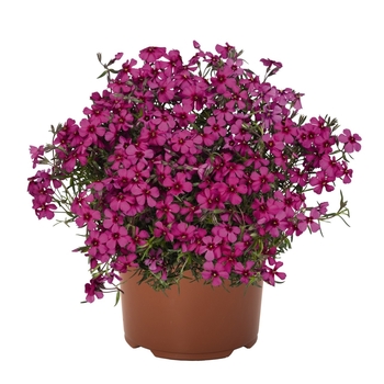 Phlox subulata 'Spring Scarlet' - Spring® Scarlet Creeping Phlox Phlox subulata 'Spring Scarlet' - Spring® Scarlet Creeping Phlox