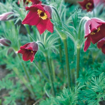 Pulsatilla vulgaris 'Red Bells' - Red Bells Pasque Flower