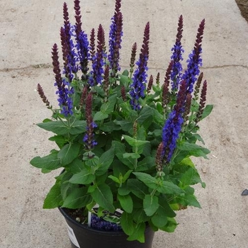 Salvia nemorosa 'Sensation Deep Blue Improved' - Sensation Deep Blue Improved Salvia Salvia nemorosa 'Sensation Deep Blue Improved' - Sensation Deep Blue Improved Salvia