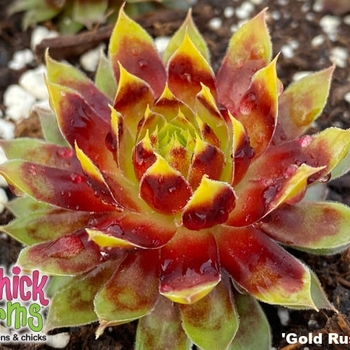 Sempervivum 'Gold Rush' - Chick Charms® Gold Rush Hen and Chicks Sempervivum 'Gold Rush' - Chick Charms® Gold Rush Hen and Chicks