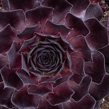 Sempervivum 'Onyx' - SumperSemp® Onyx Hen and Chicks Sempervivum 'Onyx' - SumperSemp® Onyx Hen and Chicks