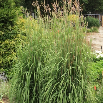 Andropogon gerardii 'Nondhwr' - Karl's Cousin® Big Bluestem