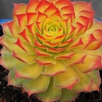 Sempervivum 'Gold Nugget' - Chick Charms® Gold Nugget Hen and Chicks Sempervivum 'Gold Nugget' - Chick Charms® Gold Nugget Hen and Chicks
