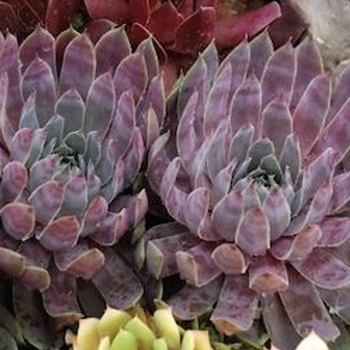 Sempervivum 'Berry Blues' - Chick Charms® Berry Blues™ Hen and Chicks