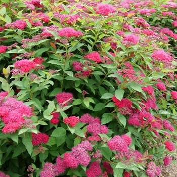 Spiraea japonica 'NCSX2' - Double Play® Doozie® Spirea