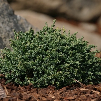 Juniperus horizontalis 'Blue Pygmy' - Blue Pygmy Juniper