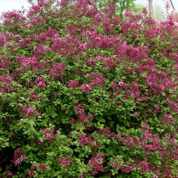 Syringa 'SMSJBP7' - Bloomerang® Dark Purple Lilac