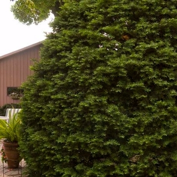 Taxus cuspidata 'Capitata' - Capitata Japanese Yew