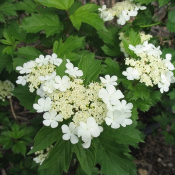 Viburnum opulus 'Compactum' - European Compact Viburnum