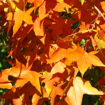 Acer truncatum - Shantung Maple