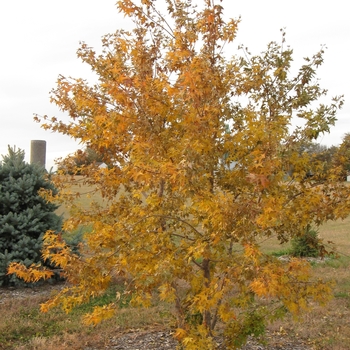 Acer pictum subsp. mono - Painted Maple