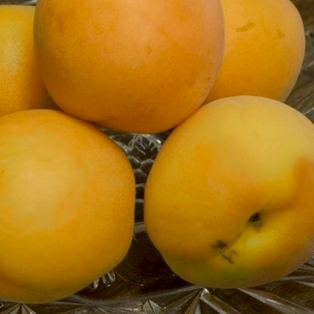 Prunus 'Sungold' - Sungold Apricot 