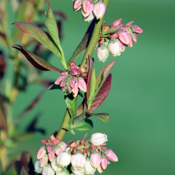 Vaccinium 'Patriot' - Patriot Blueberry