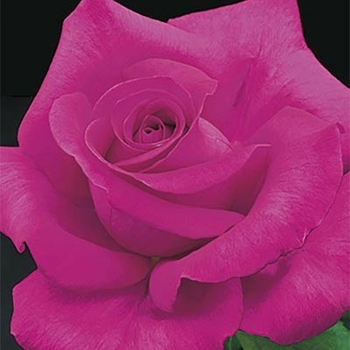 Rosa 'FRYrapture' - All My Loving Rose