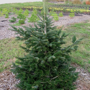 Abies alba - European Silver Fir