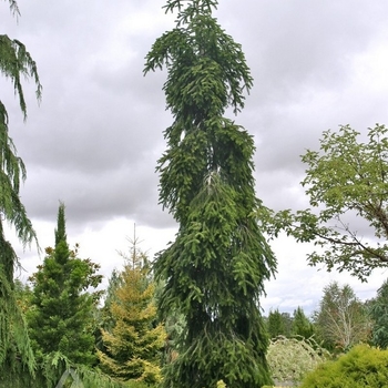 Abies alba 'Pendula' - Weeping Silver Fir