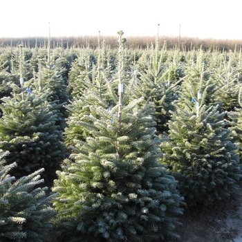 Abies borisii-regis - King Boris' Fir