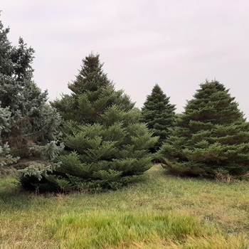 Abies koreana - Korean Fir