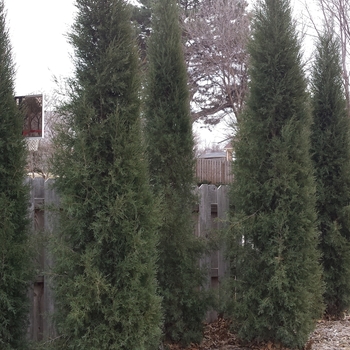 Juniperus virginiana 'Taylor' - Taylor Juniper