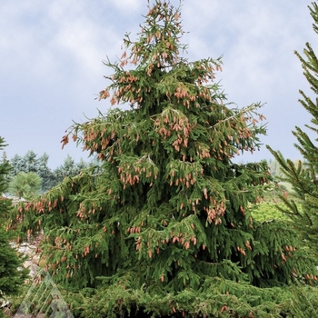 Picea abies 'Acrocona' - Acrocona (Red Cone) Norway Spruce