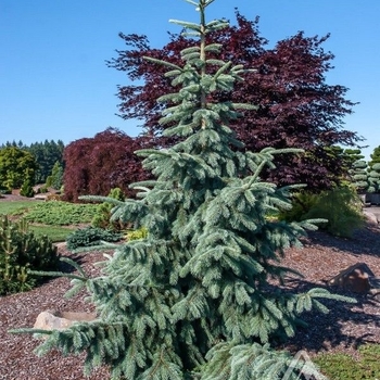 Picea engelmannii 'Fritsche' - Fritsche Engelman Spruce
