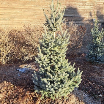 Picea glauca var. densata 'Westervelt' - Skinny Blue Genes™ Spruce