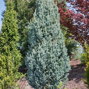 Picea pungens 'Fastigiata' - Columnar Blue Spruce
