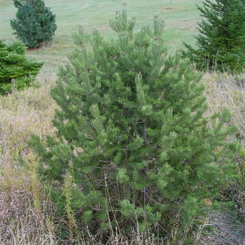 Pinus cembroides var. edulis - Pinyon Pine