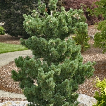 Pinus parviflora 'Aoi' - Aoi Japanese White Pine