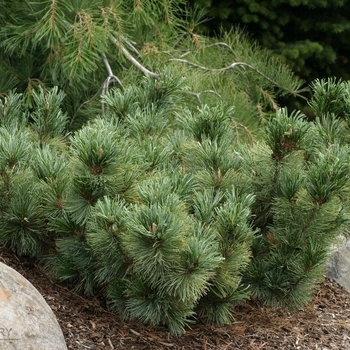 Pinus pumila 'Blue Dwarf' - Dwarf Blue Siberian Pine