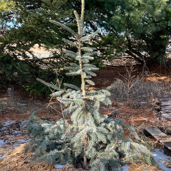 Picea x 'Troemner' - Troemner Spruce