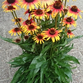 Echinacea 'Parrot' - Parrot Coneflower Echinacea 'Parrot' - Parrot Coneflower