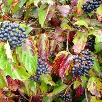 Viburnum dentatum 'Moonglo' - Moonglo Viburnum