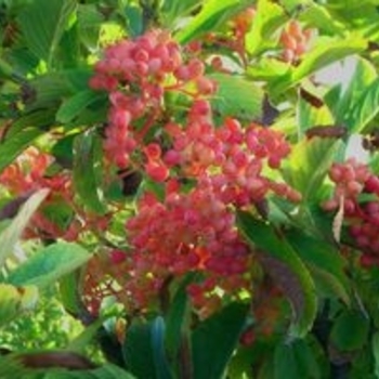 Viburnum sieboldii - Siebold Viburnum