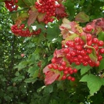 Viburnum trilobum 'Wentworth' - Cranberry Viburnum