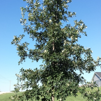Quercus macrocarpa 'Relict' - Relict Bur Oak