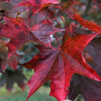 Acer truncatum x platanoides 'JFS-KW202' - Crimson Sunset® Maple