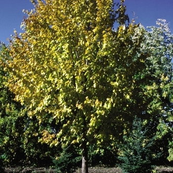 Tilia mongolica 'Harvest Gold' - Harvest Gold Linden 