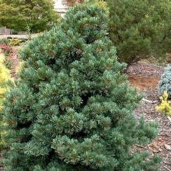 Pinus parviflora 'Negishi' - Negishi Japanese White Pine