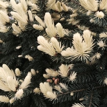 Picea pungens 'Candlelight' - Candlelight Blue Spruce