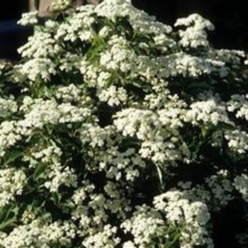 Viburnum dentatum 'Little Joe' - Little Joe Viburnum