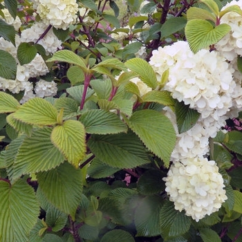 Viburnum plicatum 'Spellbound' - Spellbound Viburnum
