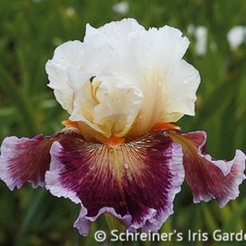 Iris germanica 'Care to Dance' - Care To Dance Iris