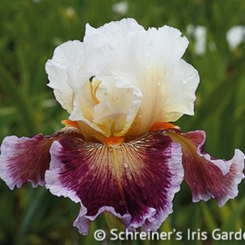 Iris germanica 'Care to Dance' - Care To Dance Iris Iris germanica 'Care to Dance' - Care To Dance Iris